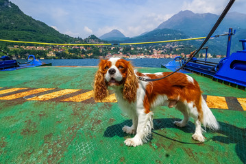 Hund auf Fähre, Comer See 