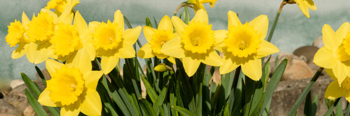 Obraz premium Blühende Narzissen im Sonnenlicht in einem Blumenbeet im Frühjahr - Banner