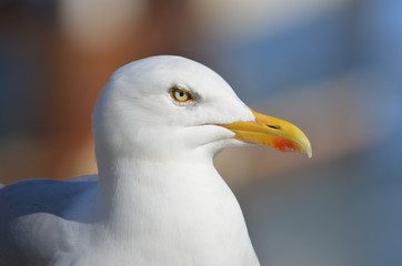 Head gulls