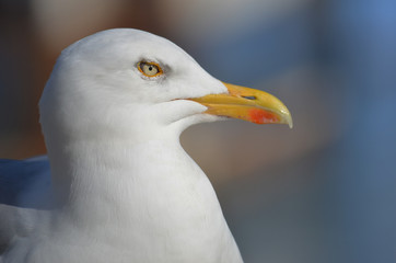 Head gulls