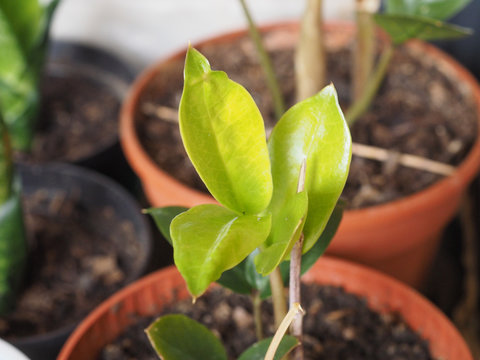 Green Zamia Plant