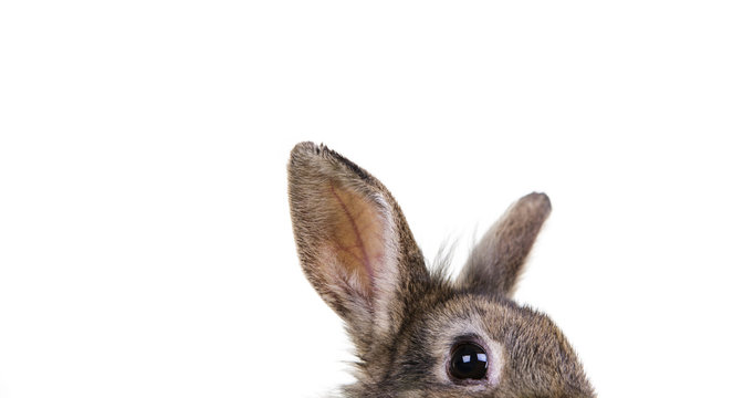 Hase Osterhase 