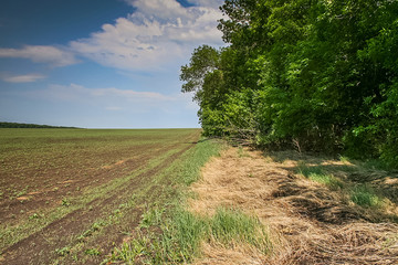 Reservoirs and field shelterbelts in the fields near the village of Novoselivka in the Novo-vodolaz'ke district, Kharkiv region of Ukraine. 2007