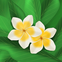 Plumeria white and yellow flowers in bloom with green leaves, tropical beauties, vector illustration