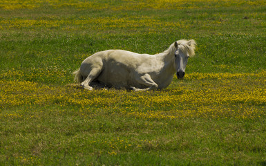 Fototapeta premium White horse relaxing laying