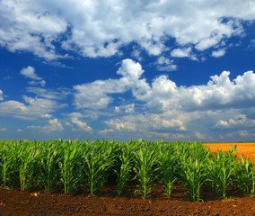 Cornfield with Clouds on Bright Summer Day