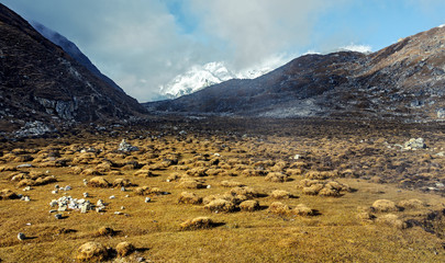 A wonderful autumn meadow near the lake Dudh Pokhari - Gokyo region, Nepal, Himalayas