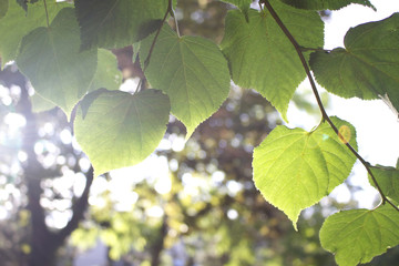 Summer green leaves 