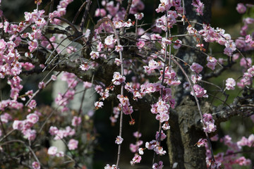 Japanese drop plum