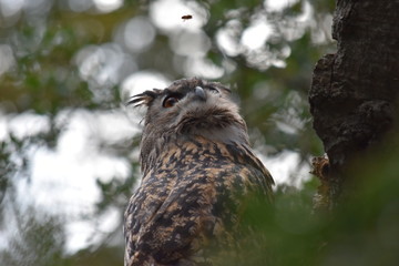 Eagle Owl wasp watching 