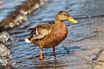 Ente im Wasser
