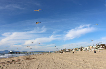 The seagulls flight at a Beach on California