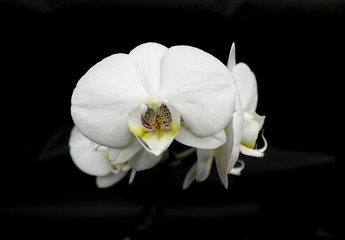 Fototapeta na wymiar Orchids flowers of rare varieties exotic epiphytes
