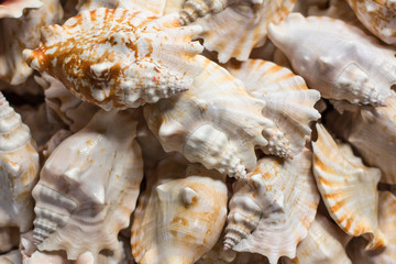pile of shells