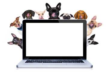 row of dogs behind placard or banner