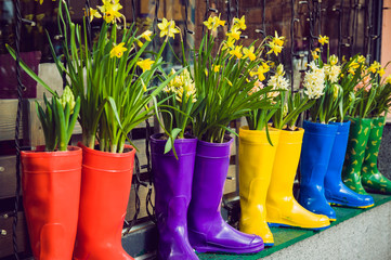 Yellow daffodils and hyacinth in multicolored rubber boots used as pots decorating the storefront...