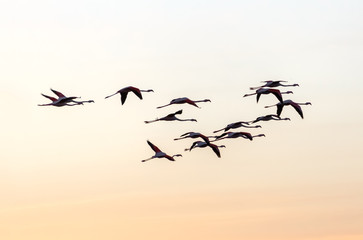A flock of flamingos flying over the coast of the ocean in the sunset - Namibia, South Africa - 140967781
