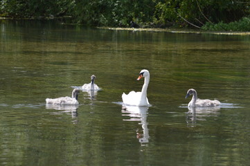 Swan surrounded by Signets