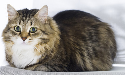 lovely brown white cat in the house, female siberian breed