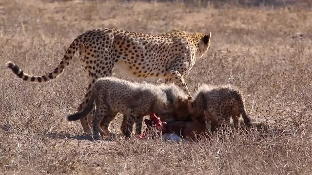 Adult cheetah and cubs feeding in the Kalahari