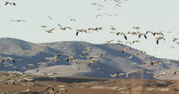 Bosque del Apache Wildlife Refuge, Slow-Motion Flock of Birds