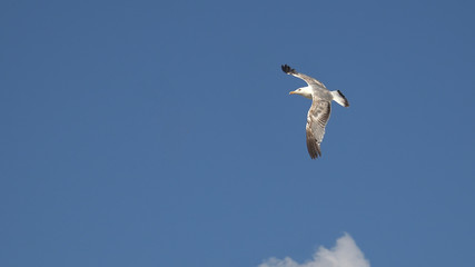 Seagull flying in the blue sky