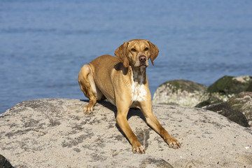 Dog at the beach