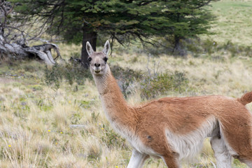 Guanacos in Torres Del Paine, Patagonia, Chile