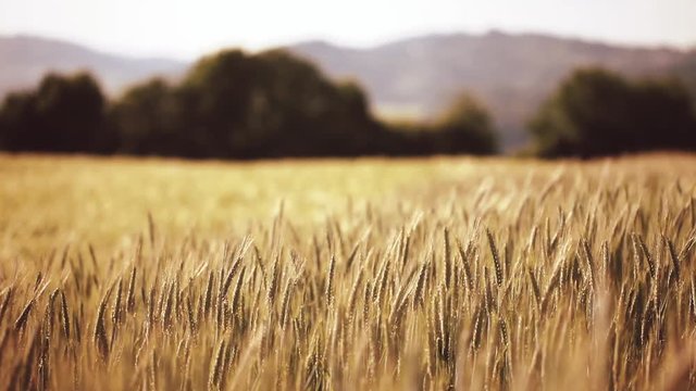 Beautiful windy wheat field landscape in the summer season sun. Selective focus used. 
