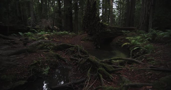 Low angle, roots on forest floor