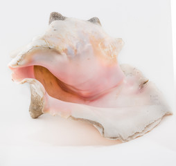 on black background from personal collection of Semi-precious stones and minerals