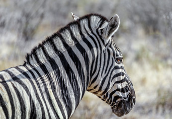 Burchell's zebra (Equus burchelli) in Etosha National Park - Namibia, South-Western Africa