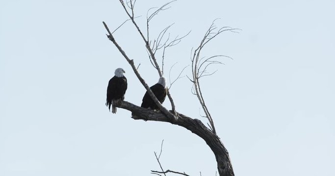 Two Bald Eagles Sit in Tree, Slow Motion