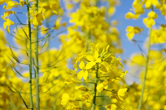 Blooming canola yellow flowers close up