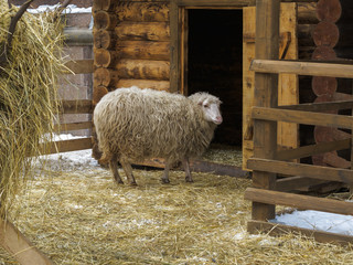 Long-haired sheep in a pen near  wooden barn in winter.