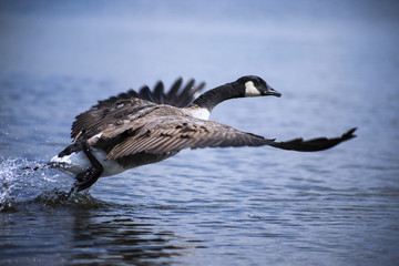 Canada goose