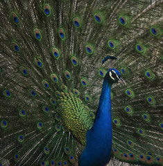 Plakat Peacock
