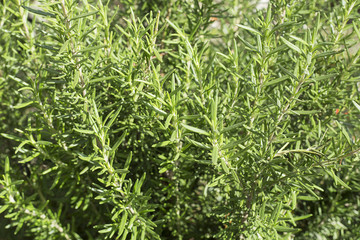Rosemary leaves (Rosmarinus officinalis)
