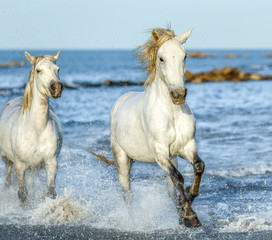 Obraz na płótnie Canvas White Camargue Horses galloping along the beach in Parc Regional de Camargue - Provence, France