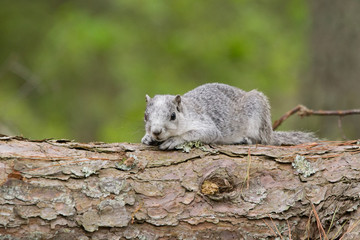 Delmarva Squirrel