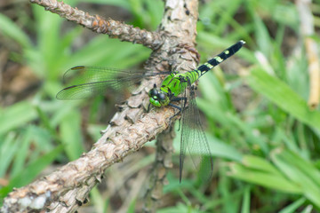 Eastern Pondhawk