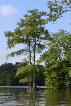 Stumpy Lake