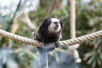 geoffroy's marmoset - Monkey sitting on rope