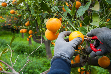 Orange harvest time: the picking of tarocco fruits in Sicily