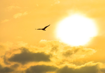 Fototapeta na wymiar Seagull flying at sunset sky, silhouette. Sun between clouds a seagull flying.