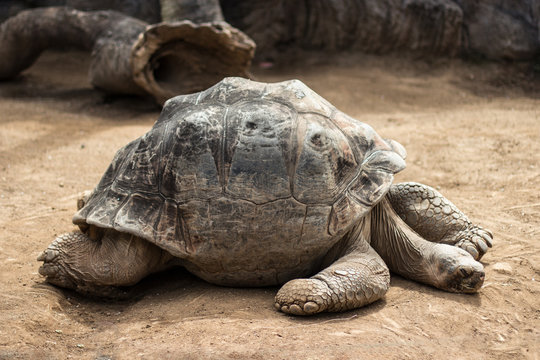 very old and big tortoise , galapagos tortoise