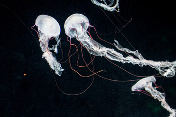 red striped jellyfish on black background © hanohiki