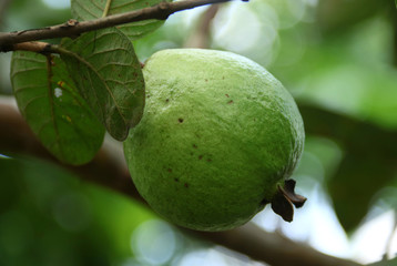 Guava tree in Depok, West Java, Indonesia.