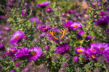 Royal Wawel Castle and Cathedral with its lovley Garden filled with Flowers in Krakow Poland
