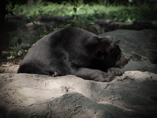 Naklejka premium Closeup Brown bear in a zoo